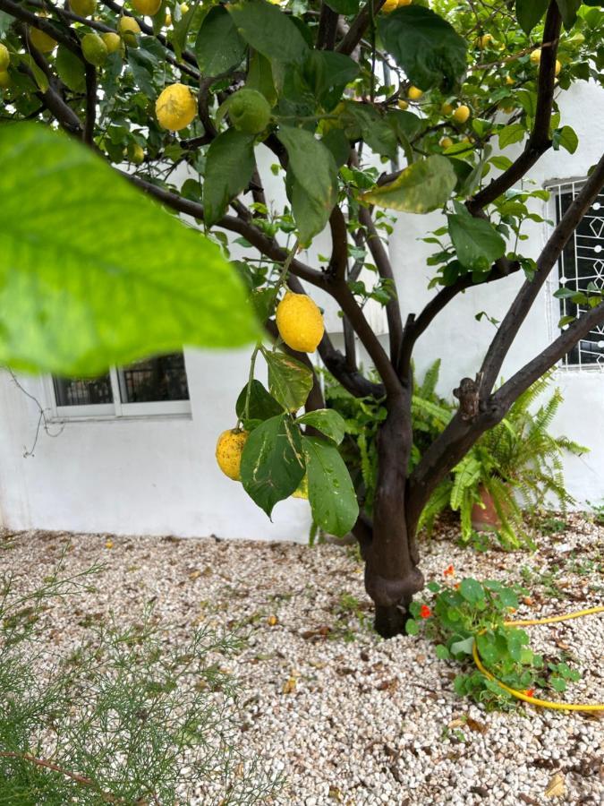 הוילה לימסול Avra House מראה חיצוני תמונה